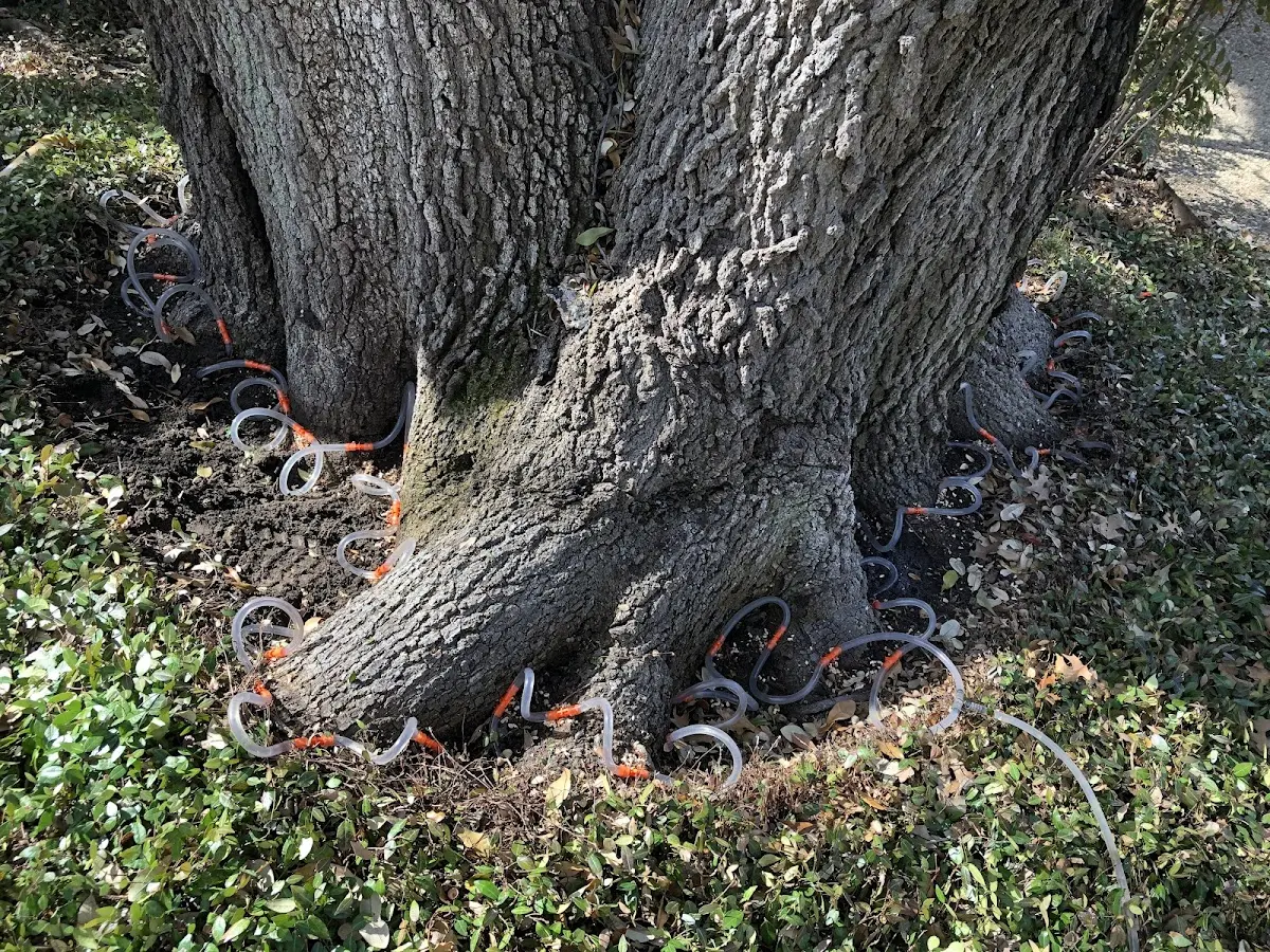 Detailed Tree Cabling and Bracing job site in Newton Highlands