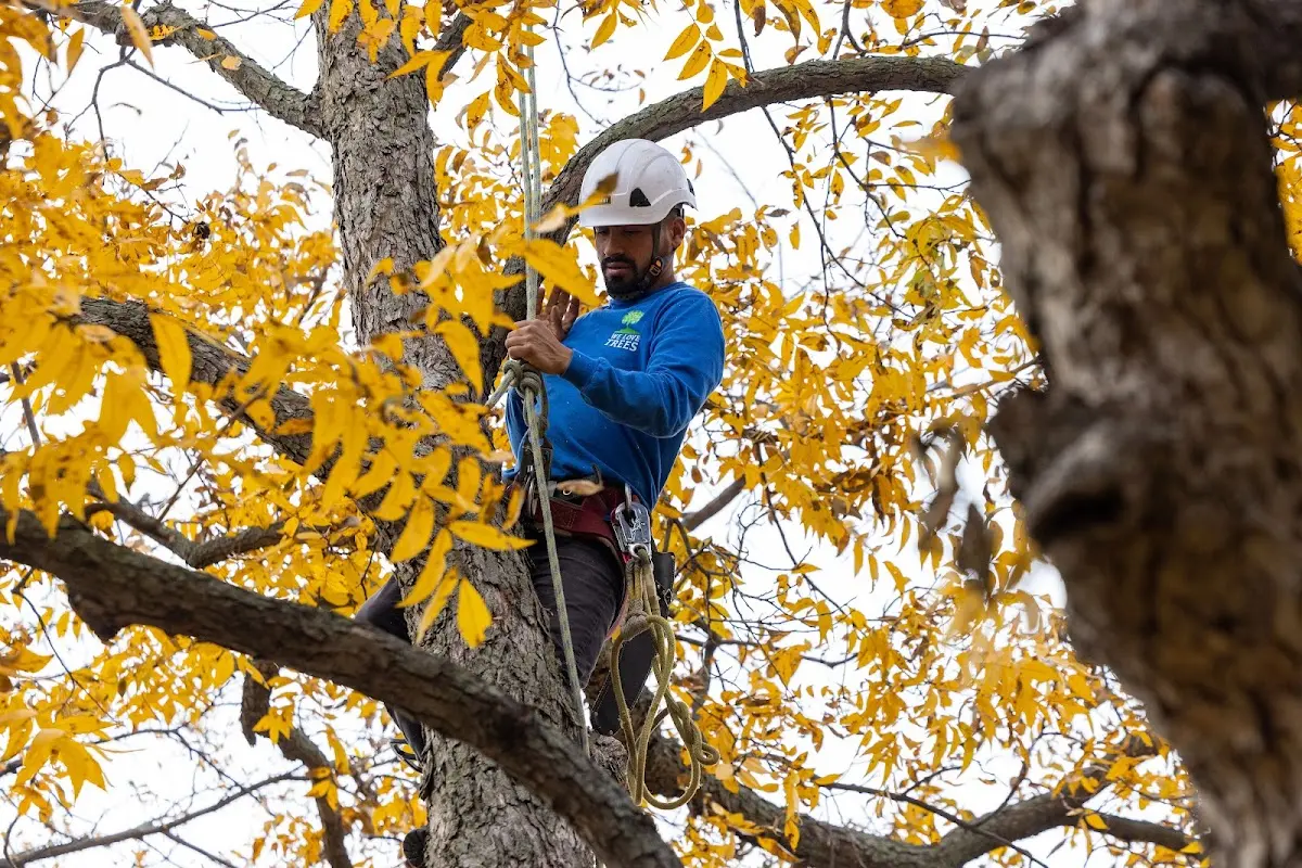 Skilled Tree Trimming crew working in Newton Highlands
