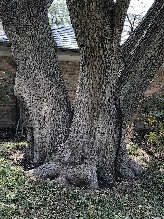 Mature heritage tree close to a Newton Highlands property cared for by certified arborists